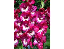 ��������� ��� ��� 96�