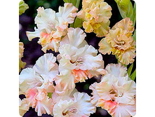 ��������� ������ �����  102�