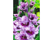 ��������� ������ 132�