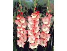 ��������� ���� ����  102�