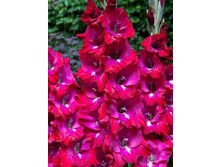 ��������� ��� ����  102�