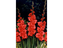 ��������� ���� �����  102�