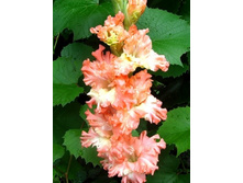 ��������� �������� ����� ����  126�