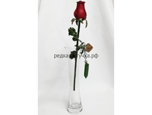 645� ���� ������ ������ ����� �� ����������� ���� � �������� ��� �������.png