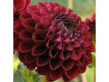 ������� ���� 89,4�