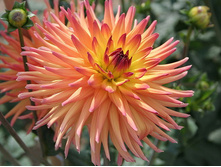 �������� ������ 101,4�