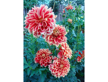 �������� ��������� 102�