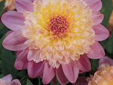 �������� ������� 89,4�