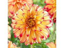 ���� ������.jpg