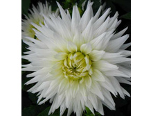 ��� ��� 84�