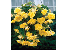 ��������� ������ 105,6�