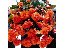 ������� ��������� ��������� 105,6�