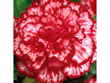 ������� ��������� 91,2�