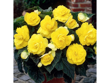 ������� �������� ������ 86,4�