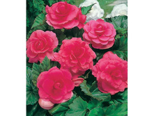 ������� �������� ������� 86,4�