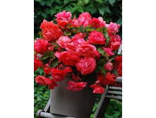 ������� ������� ������-������� 172,8�