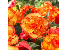 ������� ������ �����-������� 117,6�