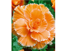 ������� ������ ���� ������� 156�