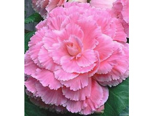 ������� ������ ���� ���� 156�