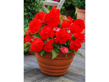 ������� ������� �������.136,4�