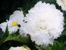 ������� ��������� ����� 86,4�