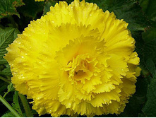 ������� ��������� ������ 86,4�