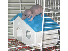 ������� ���