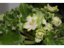 ������ "������ ������"