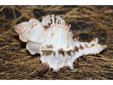 ����� ����������� \"������� №2\".  ��������� ��� ���� 30-40 ��.  ���� 300 ��� (������� �����), 400 ��� (������� ���)