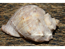 ����� ����������� \"������� №3\".  ��������� ��� ���� 60-70 ��.  ���� 350 ��� (������� �����), 450 ��� (������� ���)