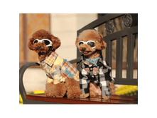 157624-���� ��� �����