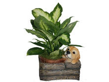 ����� �����  ��0---8116.jpg