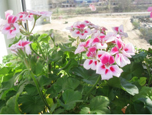 ��������� ���������� \'Americana White Splash\"