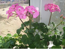 ��������� ���������� PAC Rosana