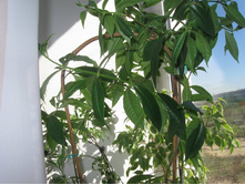 ��������� (Allamanda)