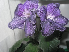 DS - �� ������