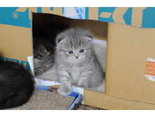 ������� ����������