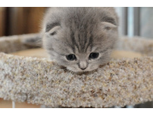 ������� ����������