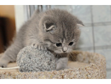 ������� ����������