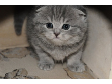 ������� ����������