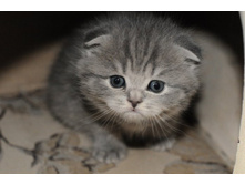 ������� ����������