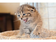 ������� ���������