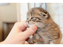 ������� ���������