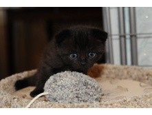 ������ ��������� �������