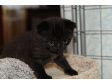 ������ ��������� �������