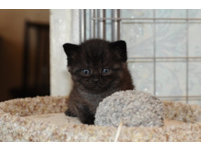 ������� ������ (����� ������ ���)