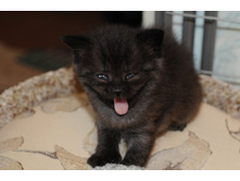 ������� ������ (����� ������ ���)