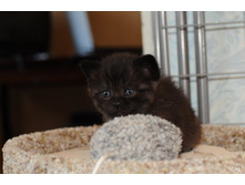 ������� ������ (����� ������ ���)