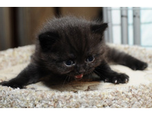 ������� \"������\"