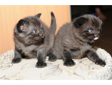 ������� ������ � ������� ����